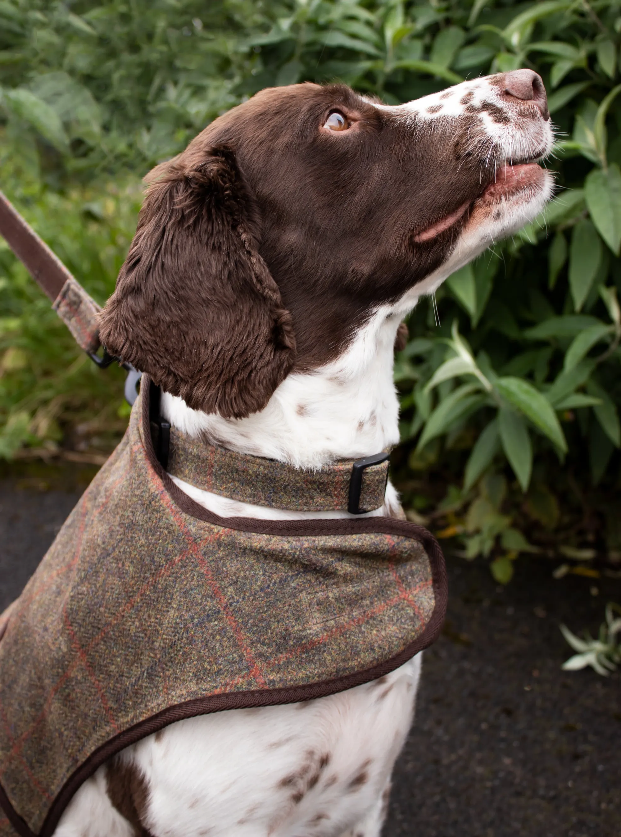 Dog Collar - Brown Waxed Tweed